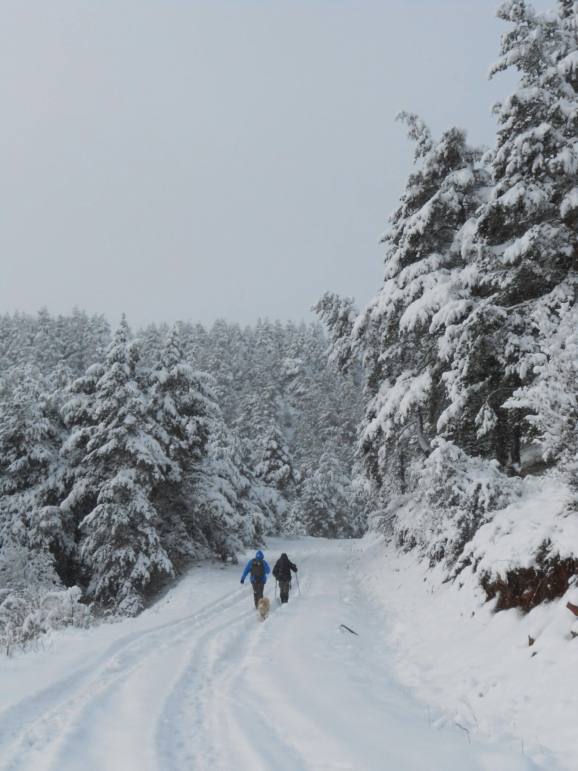 wintering with people walking in the snow in January